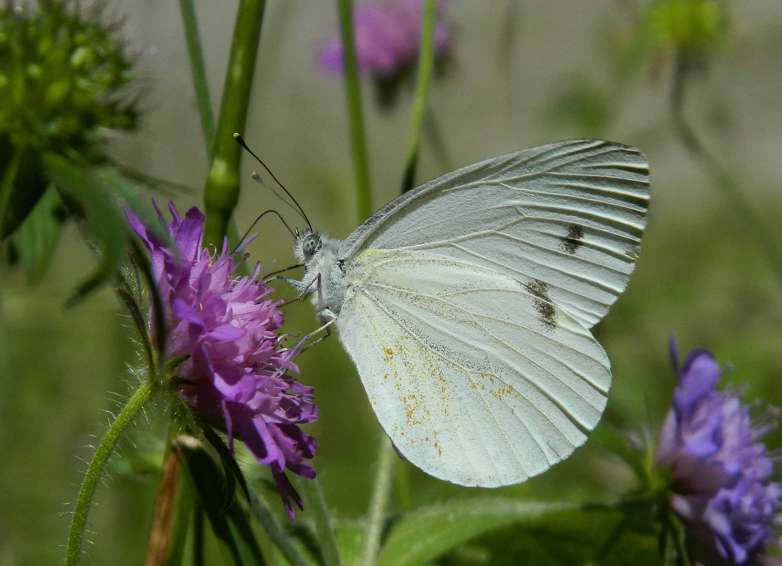 Pieris napi